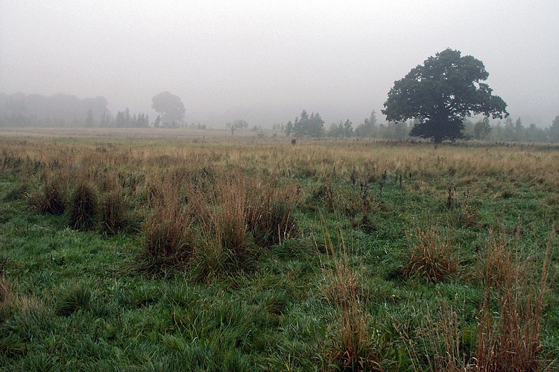 File:Londonthorpe Wood in 2005, near Grantham, Lincolnshire, England 05.jpg