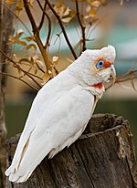 Thumbnail for File:Long-billed Corella edit1.jpg