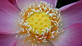 Nelumbo caspica de Kaspische lotus