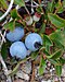 Lowbush Blueberry (Vaccinium angustifolium) - St. John's, Newfoundland 2019-08-22 (02).jpg