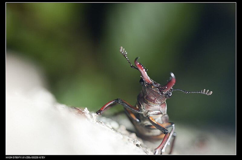 File:Lucanus swinhoei (8738472508).jpg