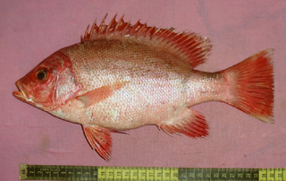 <i>Lutjanus erythropterus</i> Species of fish