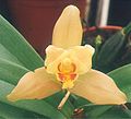 Lycaste Cassiopeia 'Wyld Peach'