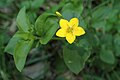 Lysimachia nemorum, Blüte