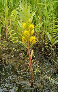 <i>Lysimachia thyrsiflora</i> Species of flowering plant in the primrose family Primulaceae