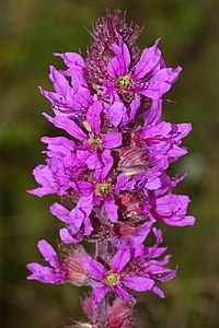 L. salicaria, fackelblomster