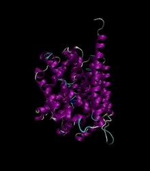 Symulacja MD bakteryjnego Leucyny Transporter.webm: file