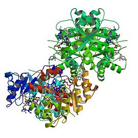 Image illustrative de l’article 5,10-Méthylènetétrahydrofolate réductase