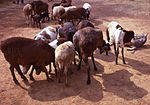 Thumbnail for Red Maasai sheep