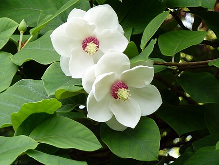 Tập_tin:Magnolia_sieboldii.jpg