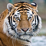 Makari the Tiger.jpg
