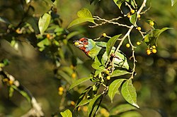 MalabarBarbet DSC9669.jpg