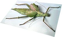 Heteropteryx dilatata