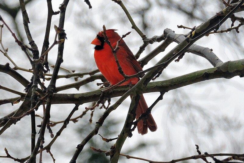 File:Male cardinal (24774876040).jpg