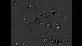 File:Mammalian-Diaphanous-Related-Formin-1-Regulates-GSK3β-Dependent-Microtubule-Dynamics-Required-for-T-pone.0080500.s006.ogv