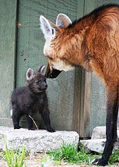 A maned wolf and pup at White Oak Conservation Maned Wolf Pup at White Oak.jpg