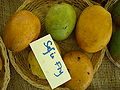 Mangga SophieFry Asit fs8.jpg