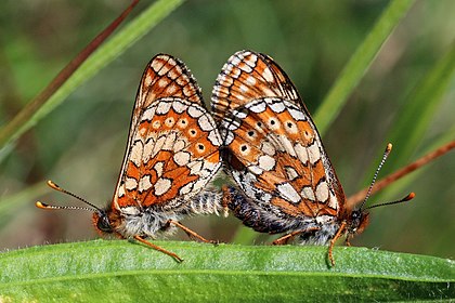 Acasalamento da borboleta fritilária-dos-lameiros (Euphydryas aurinia) em Brickes Wood, Lydlinch, Dorset, Inglaterra. (definição 4 491 × 2 995)