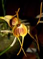 Masdevallia infracta flower