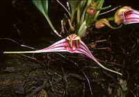 Masdevallia odontocera