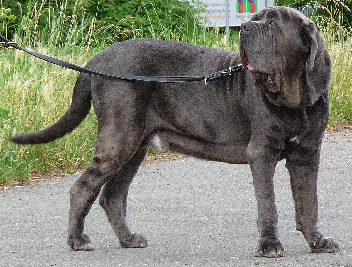 Tudo Sobre a Raça Mastim Napolitano - Características, Fotos e muito mais -  Portal do Dog