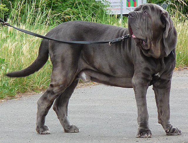 Napolyi mastiff hot sale