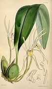 Maxillaria setigera