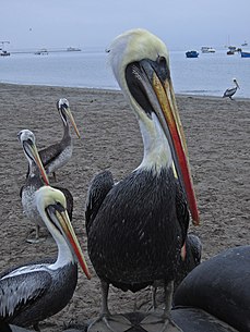 Peruvian pelicans in Paracas National Reserve. Me and my mates... (6235338039).jpg