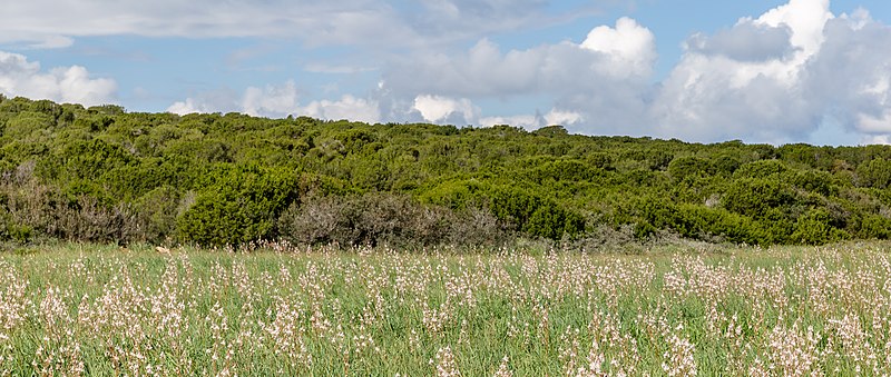 File:Meadow in Karpaz, Northern Cyprus.jpg