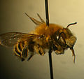 Megachile wheeleri m.jpg