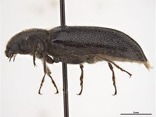 Melalgus plicatus