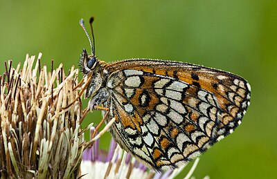 Melitaea athalia