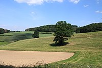 Menden-Asbeck-Natural Monument Pedunculate OakMailindeweg-1-Bubo.JPG