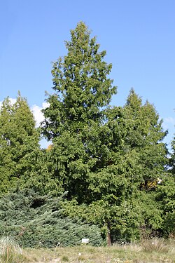 Metasequoia glyptostroboides PAN 4.JPG
