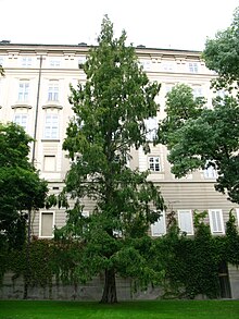 Metasequoia glyptostroboides Praha.JPG