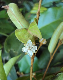 Meteoromyrtus wynaadensis.jpg