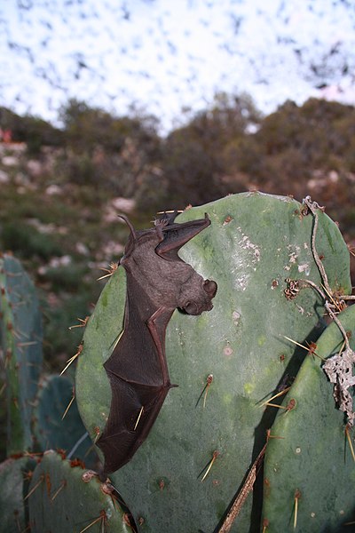 File:Mexican free-tailed bat on cactus (8006836616).jpg