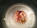 Microcosmus squamiger dissected view.jpg