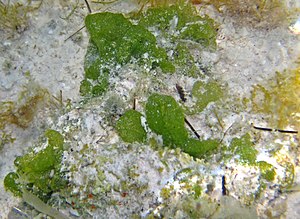 샌드 달러 해변(Sand Dollar Beach)과 록키 포인트 바로 남쪽, 산살바도르섬 북서부, 바하마 동부 지역 근해의 얕은 아라고나이트(선석) 모래 해저 바로 아래의 Microdictyon marinum