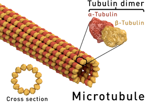 Microtubule