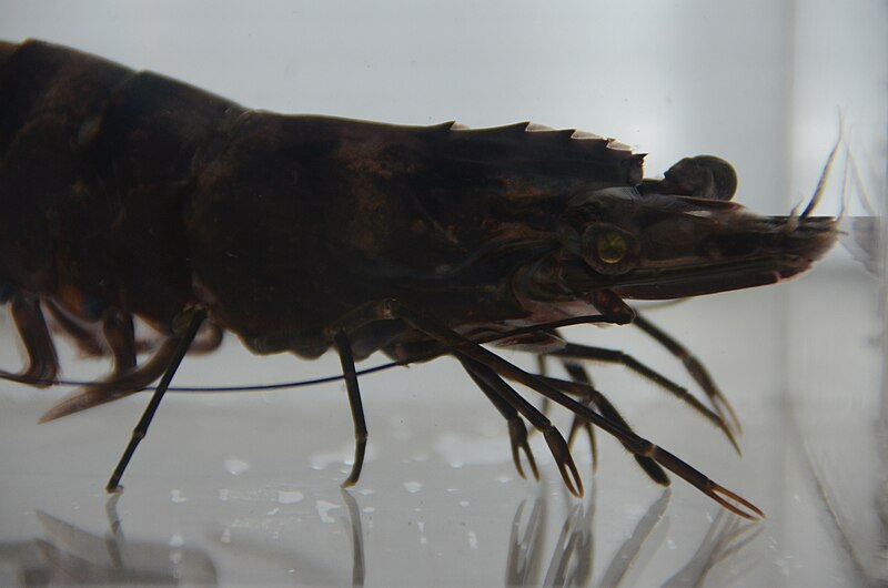 File:Mike the Tiger Prawn 08.20.2013 073.jpg