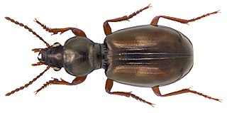 <i>Miscodera</i> Genus of beetles