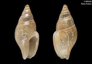 <i>Mitrella inflata</i> Species of gastropod