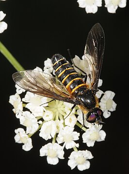 Lomatia lateralis