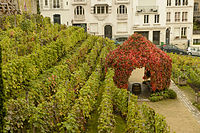 Les rangs de vigne.