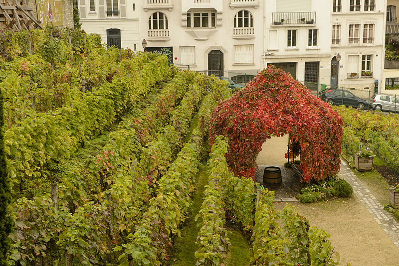 File:Montmartre vineyard 2012-10-09 n2.jpg