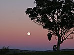 Colc de luna plena sus fons de cèl colorat a l’alba