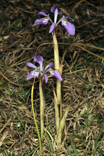 File:Moraea simulans 1DS-II 3-0963.png