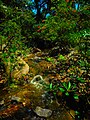 Flowing Creek and Plants