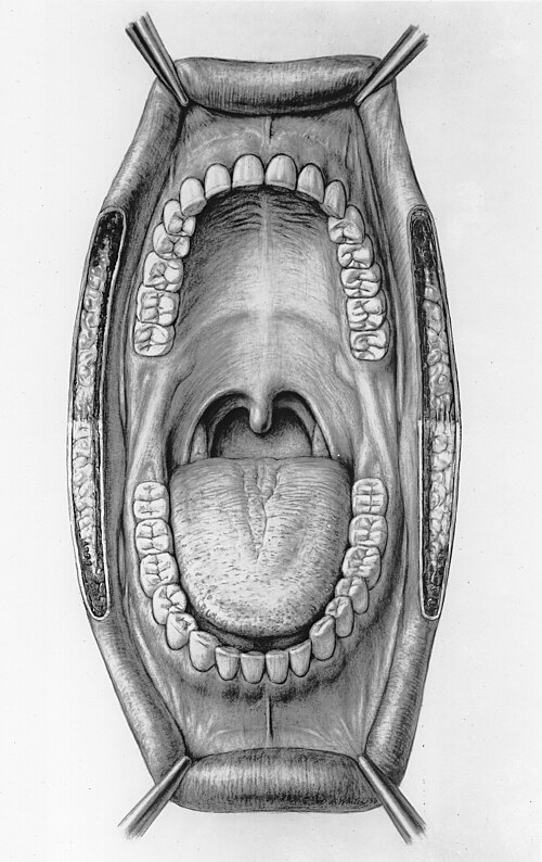 Устройство полости рта. Крылочелюстная складка нижней челюсти. Ротовая полость анатомия зубы. Анатомия твердого неба верхней челюсти. Ротовая полость анатомия 3д.